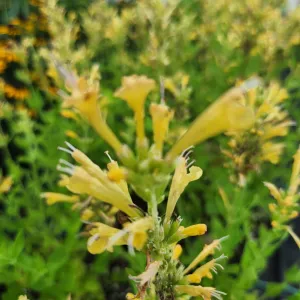 Agastache Poquito™ Butter Yellow #1