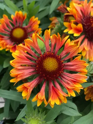 Gaillardia Spintop Copper Sun #1