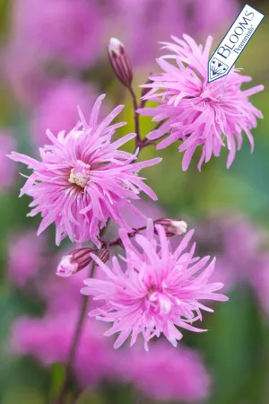 Lychnis flos-cuculi Petite Jenny #1