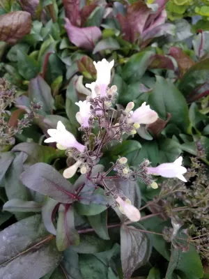 Penstemon DAKOTA™ Burgundy #1
